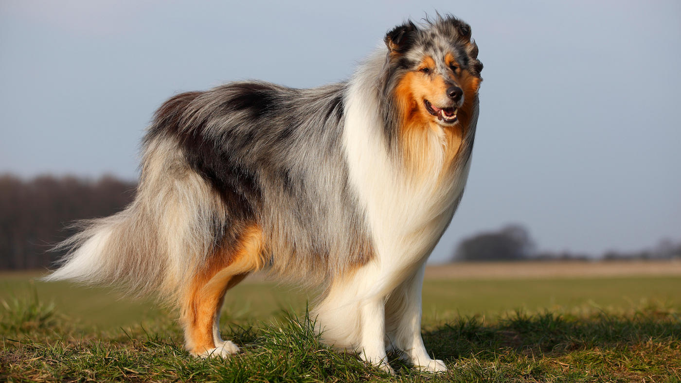 Rough blue merle collie