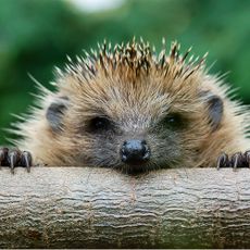 A hedgehog peeking over a log in an English garden