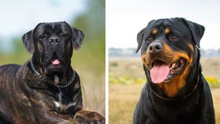 A Cane Corso next to a Rottwelier. Split screen image