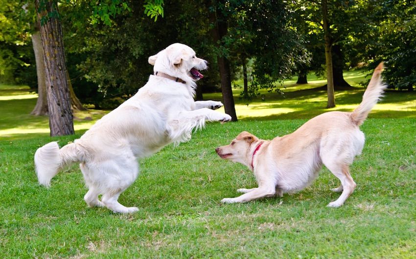 two dogs playing in the grass.