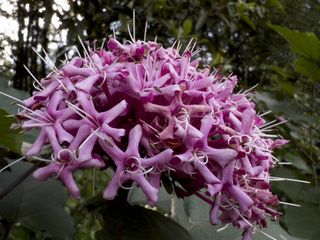 Closeup shot of a spiky plant