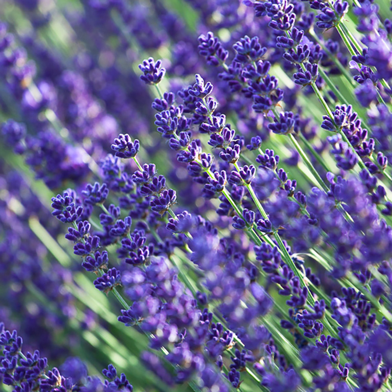 Lavandula Angustifolia 'munstead'