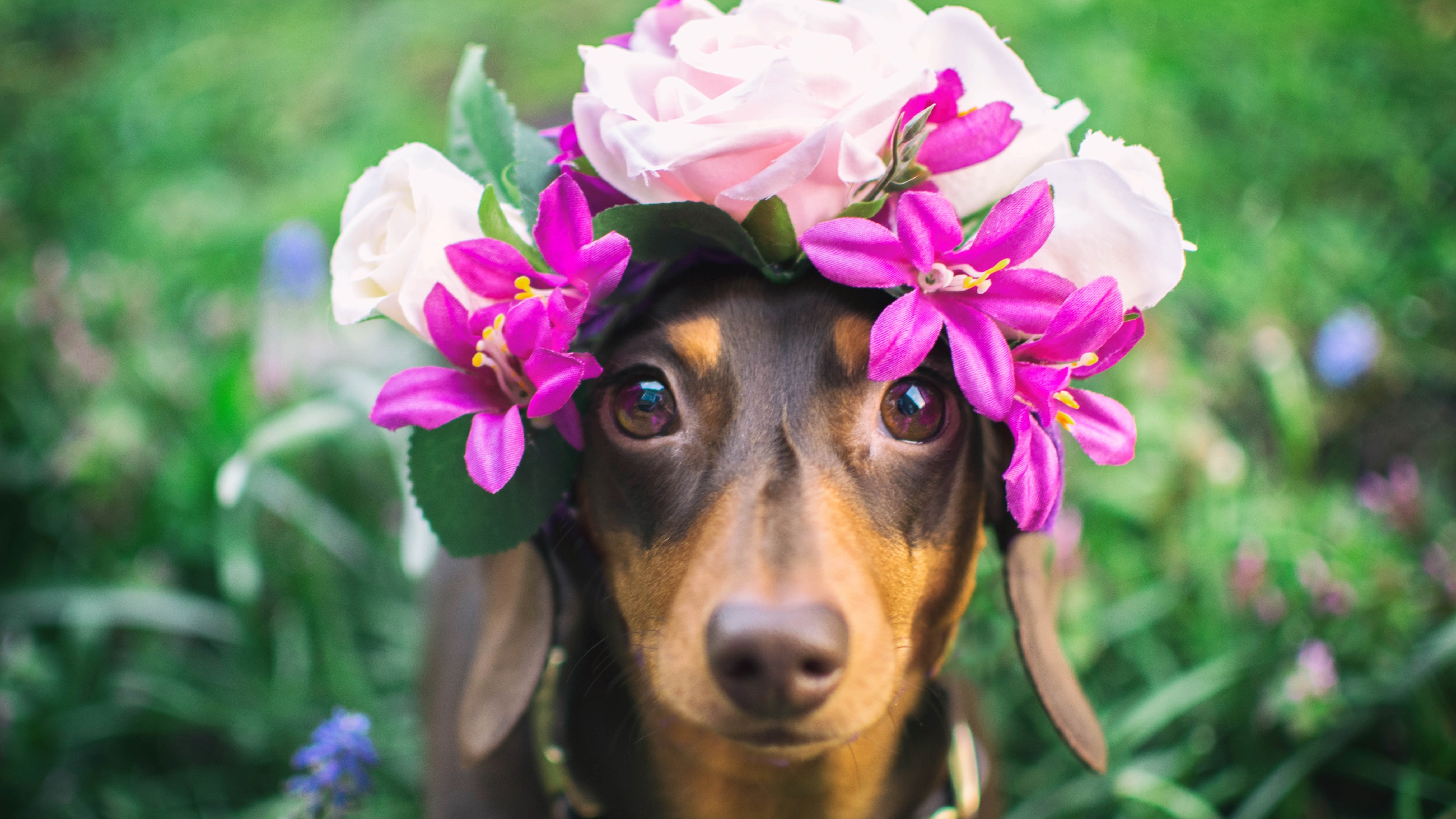 Dachshund