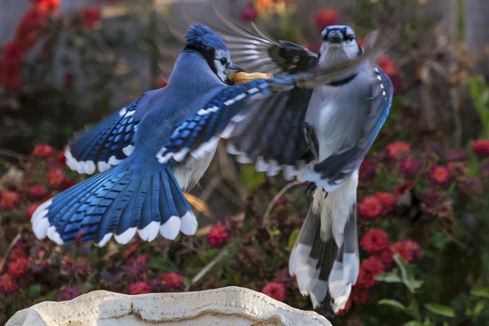 Two blue jays fight over a peanut.