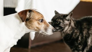 Dog meeting cat at home