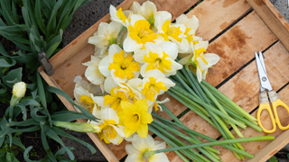 Cut daffodils on tray outside