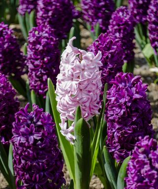 Purple and pastel pink hyacinths growing outside