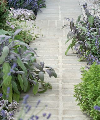 pathway lined with herbs