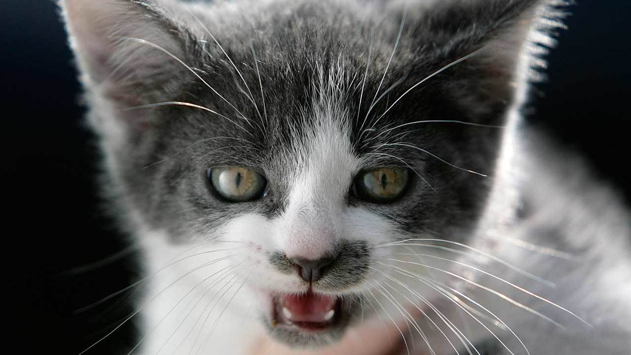 Black and white cat growling