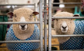 Sheep wait to be judged at the 122nd Devon County Show