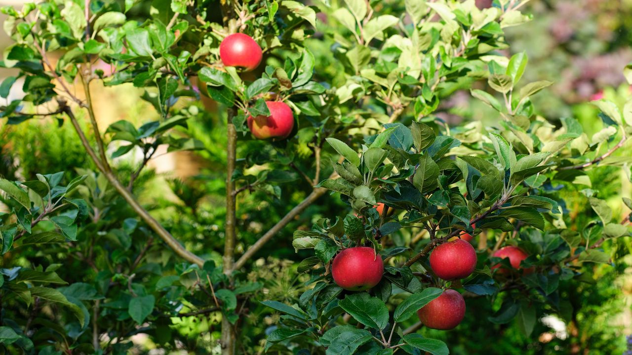 Red apples growing on small apple tree in garden