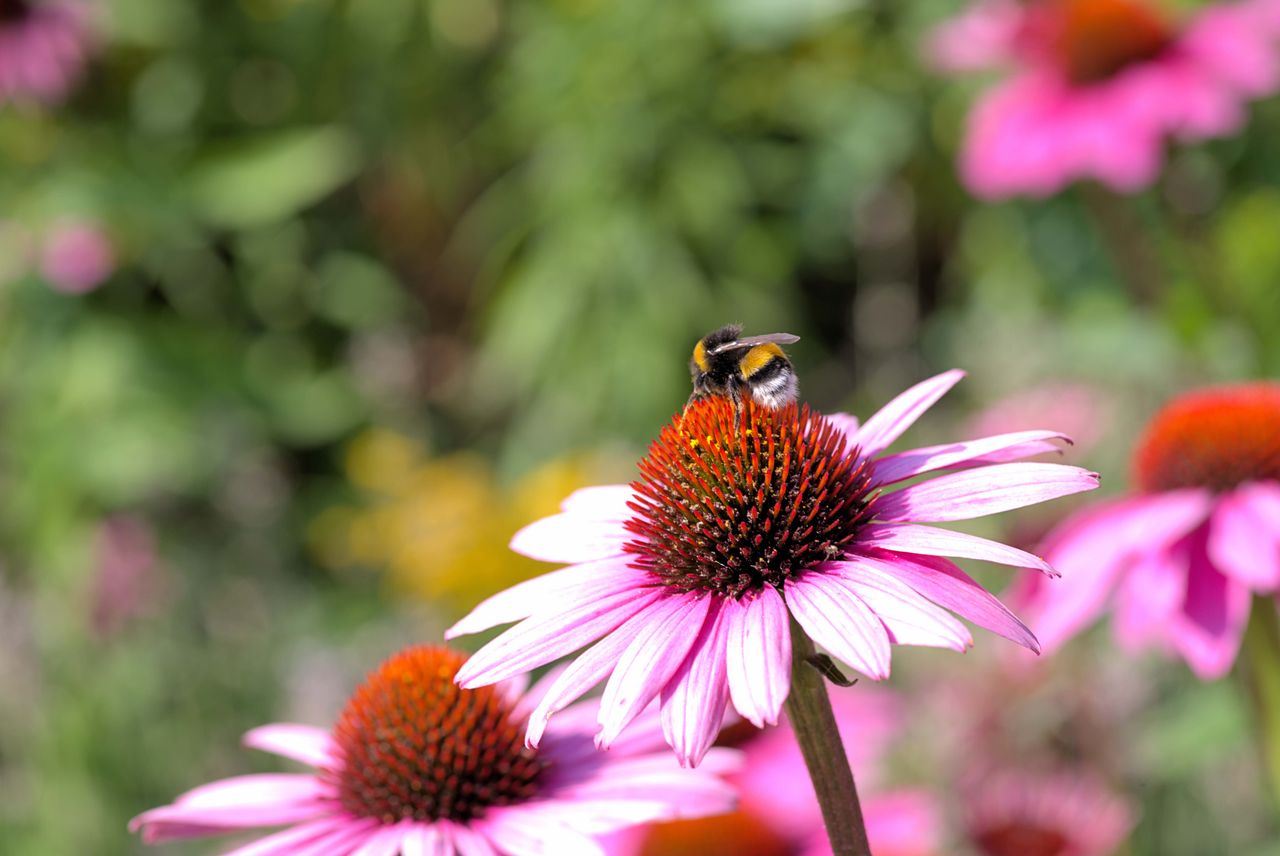 Echinacea praire planting