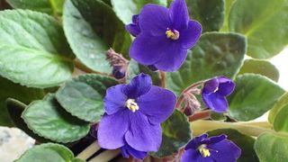 African Violets