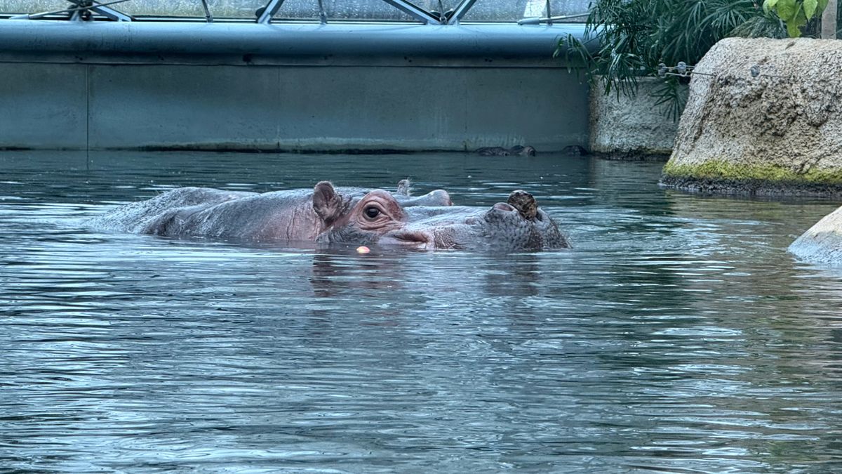 A selection of photos of animals taken at Berlin Zoo on the iPhone 16 Pro Max and Samsung Galaxy S25 Ultra
