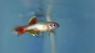 White cloud mountain minnow