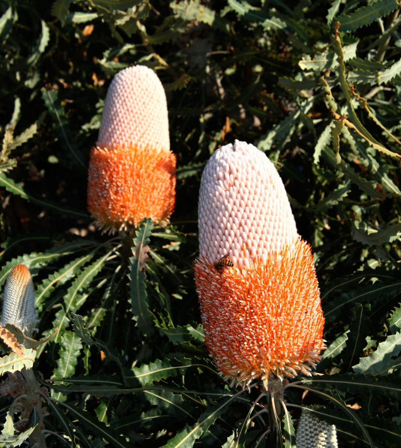 Half Bloomed Banksia Plants