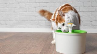 Cat drinking from water fountain