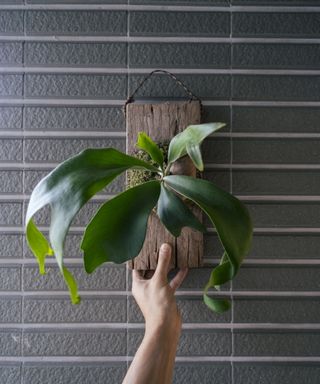 Mounted staghorn fern