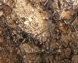 Black rhizomorphs or fungal cords of honey fungus