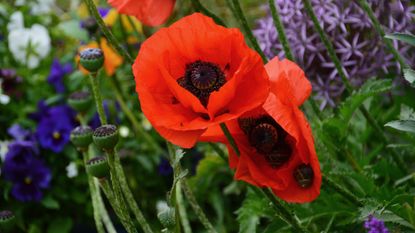 Red poppies growing in a UK garden