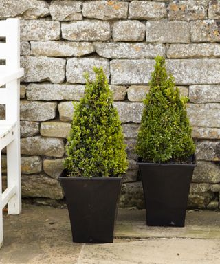 Pair of box pyramids from You Garden