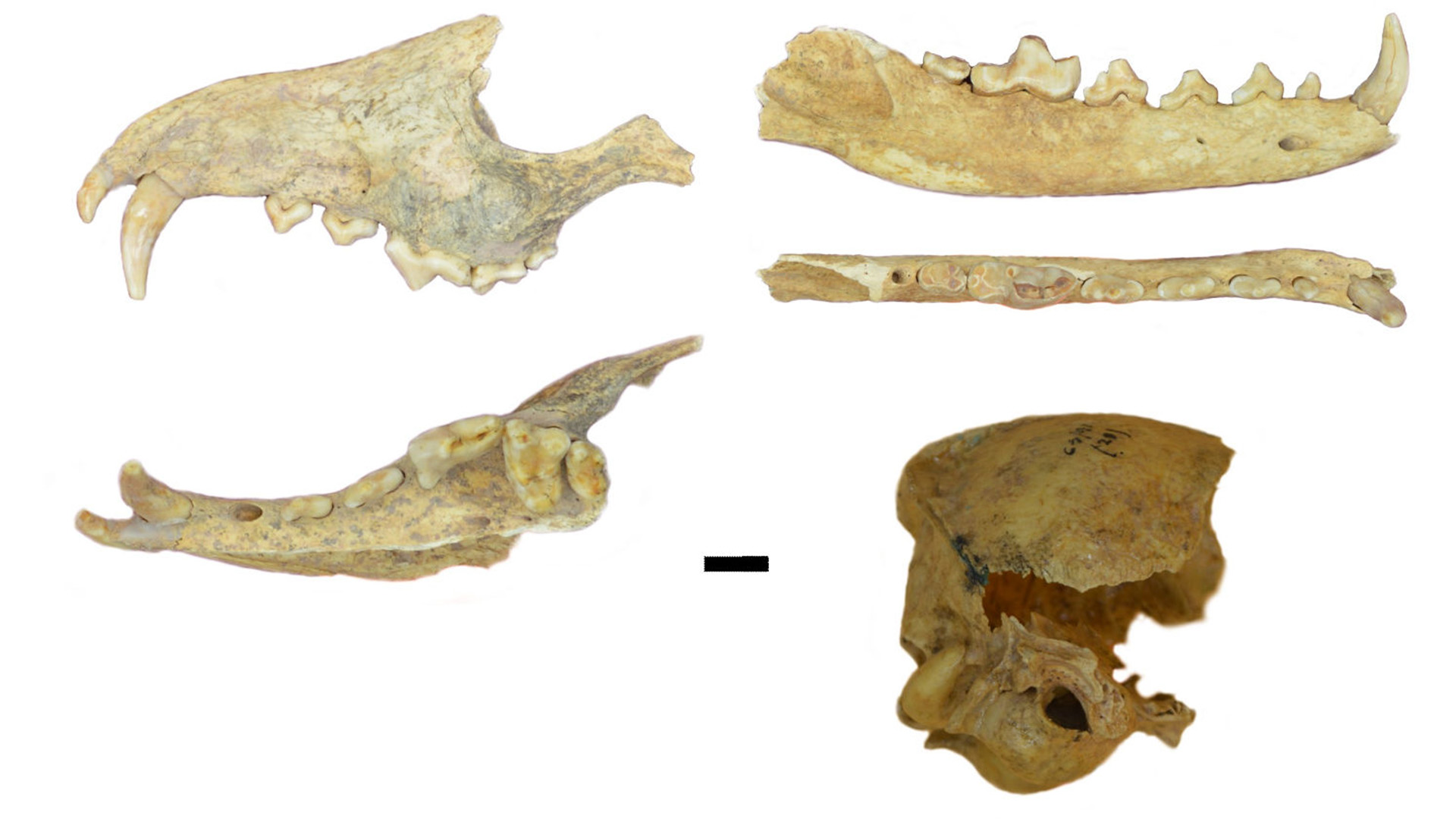 The researchers used precise measurements of the surviving bones and ancient DNA analysis to determine that they were from an individual of the fox species Dusicyon avus.
