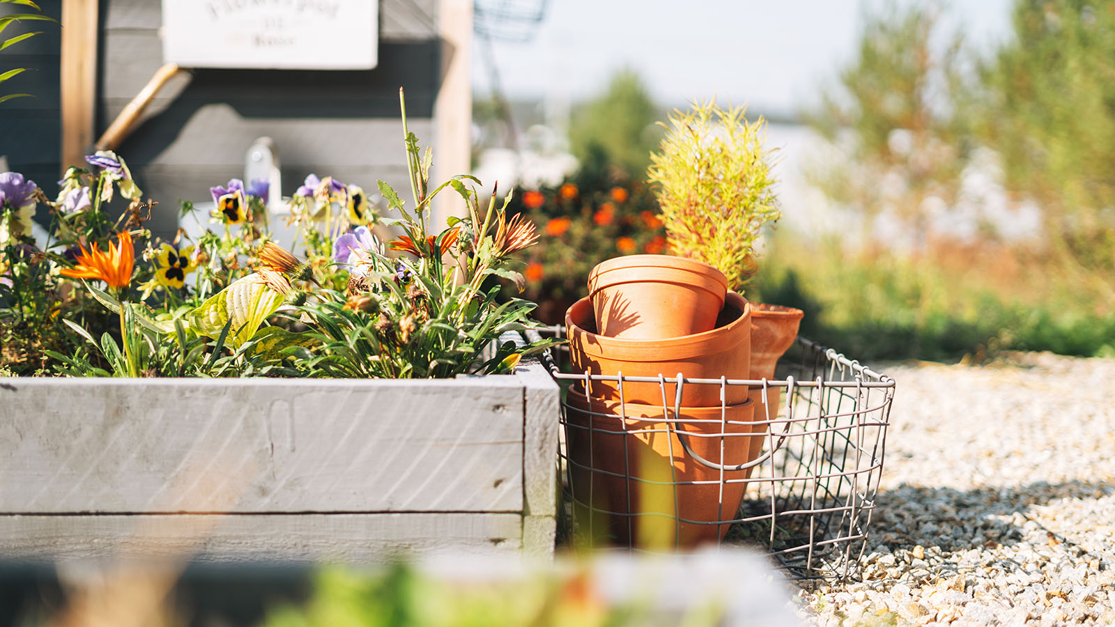 Herbs growing in a planter in the fall