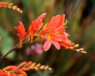 Severn Sunrise crocosmia varieties flowering in summer display