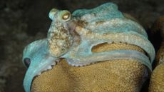 A Caribbean reef octopus (Octopus briareus) hunting at night at a coral reef in Cura&ccedil;ao.