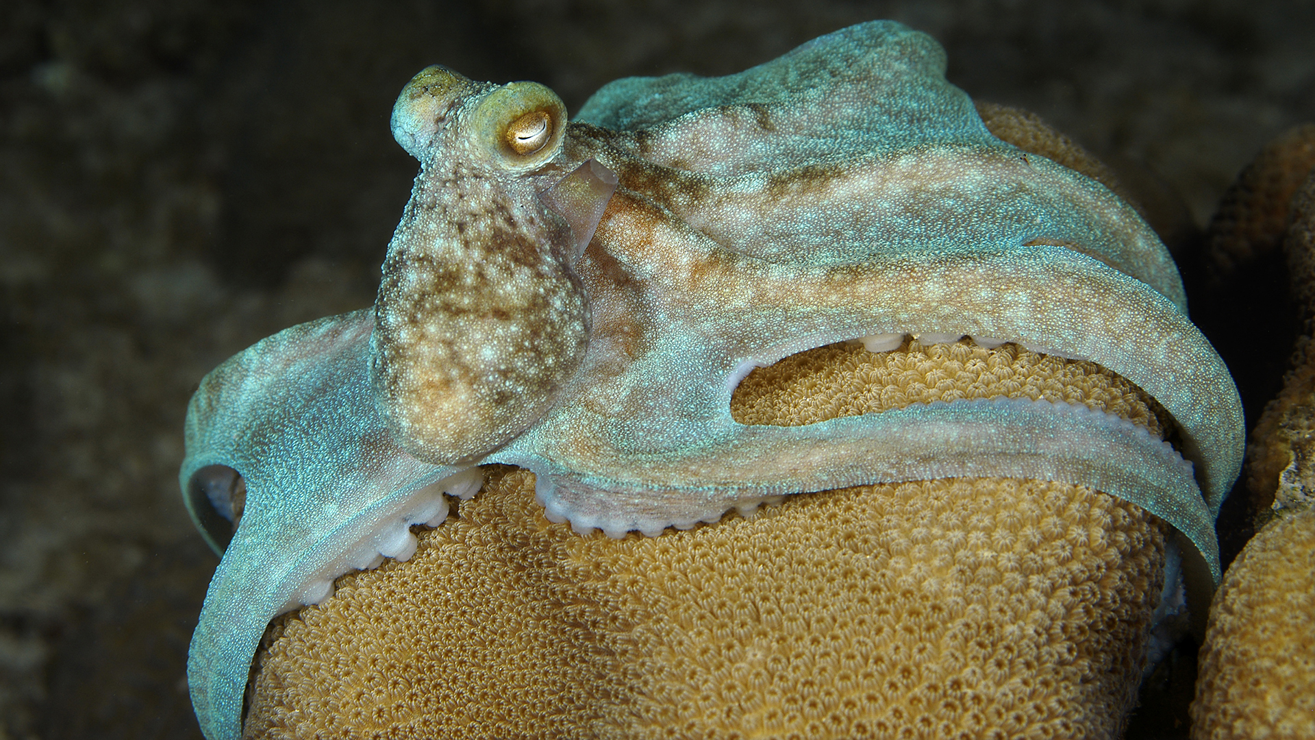Here we see a greenish-brown octopus on a coral reef at night.