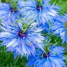 nigella plants with bright blue flower heads
