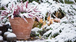 potted heather in snow in winter garden