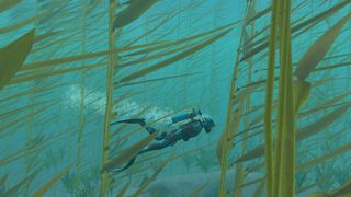 Endless Ocean Luminous diver surrounded by sea plants