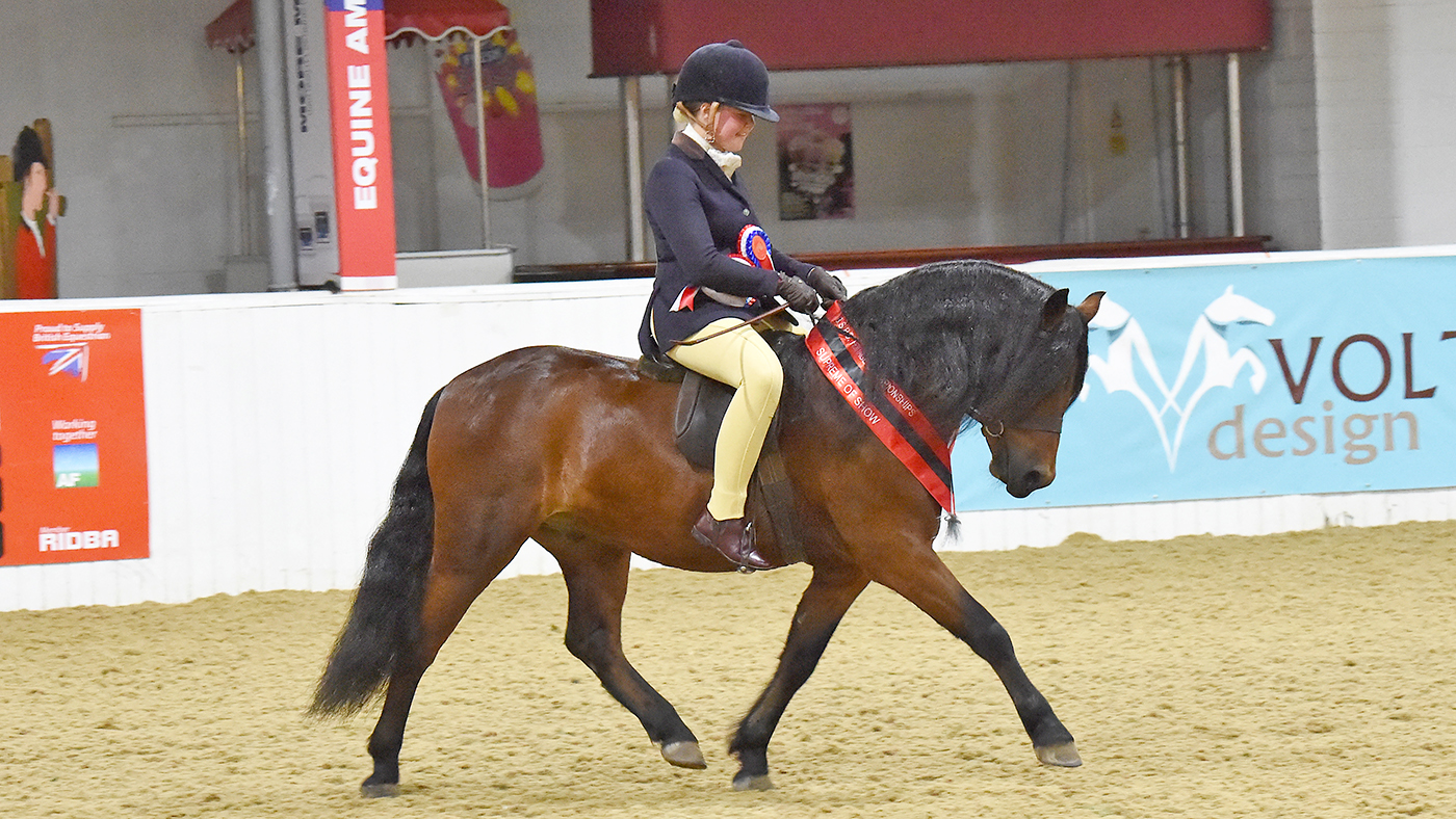 Kingshaugh Hailstorm stands supreme champion at BSPS Heritage Championships 2020