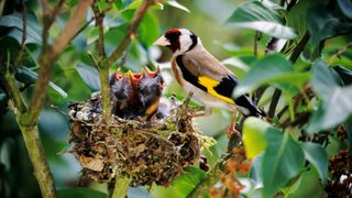 A nest of baby gold finch birds in a tree next to an adult