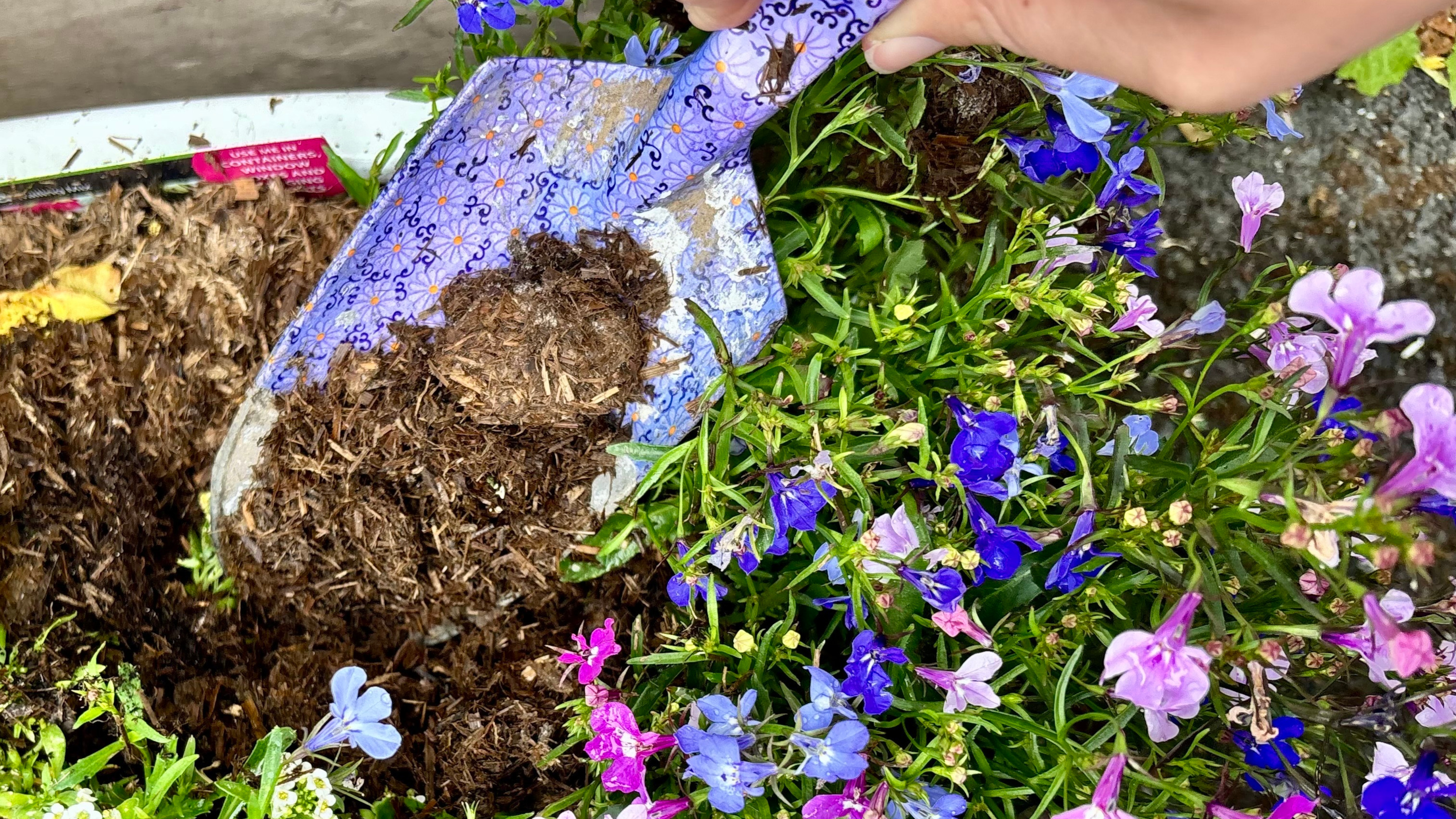 Rocketgro magic mulch in a pot with lobelia flowers 3200x1800