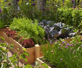 series of raised beds in a vegetable garden