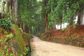 The world's longest avenue at Nikko, Japan