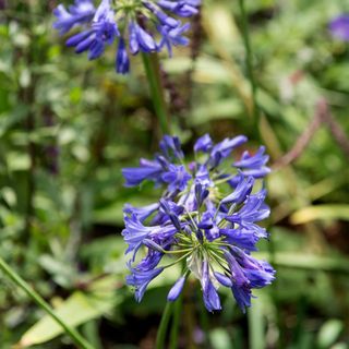 Blue agapanthus flowers growing in garden