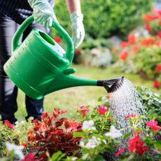 woman using watering can in garden