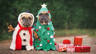 Hunder i julekostyme blir et flott julekort