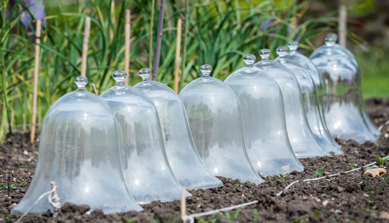 Warming the soil with a row of glass bell cloches