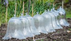 Warming the soil with a row of glass bell cloches
