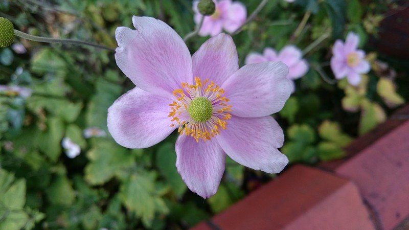 Xperia Z3 camera sample
