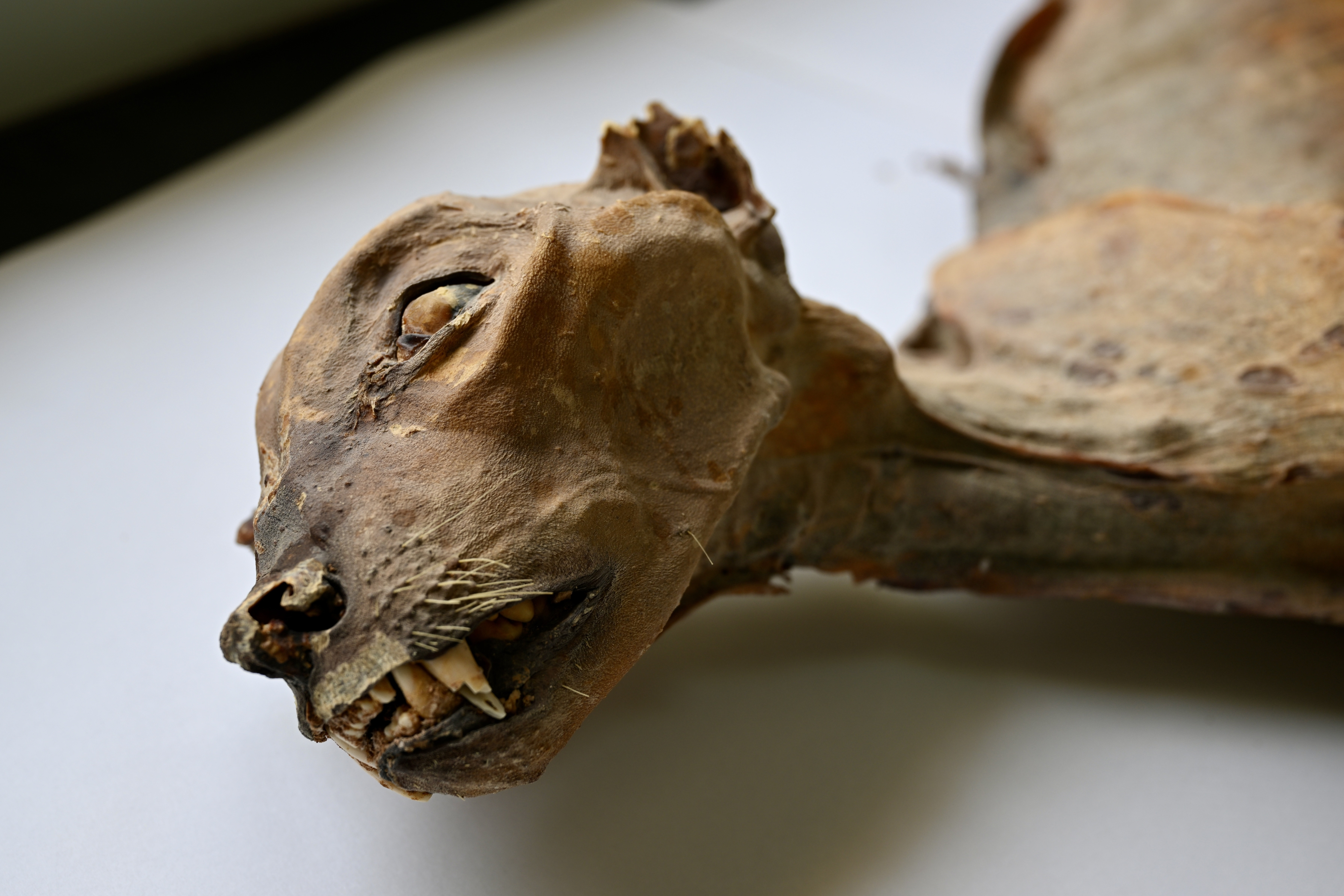Close-up image of the face of one of the mummified cheetahs preserved in a laboratory.