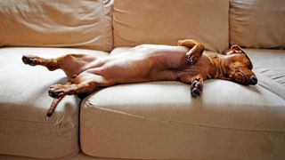 Dachshund asleep on sofa