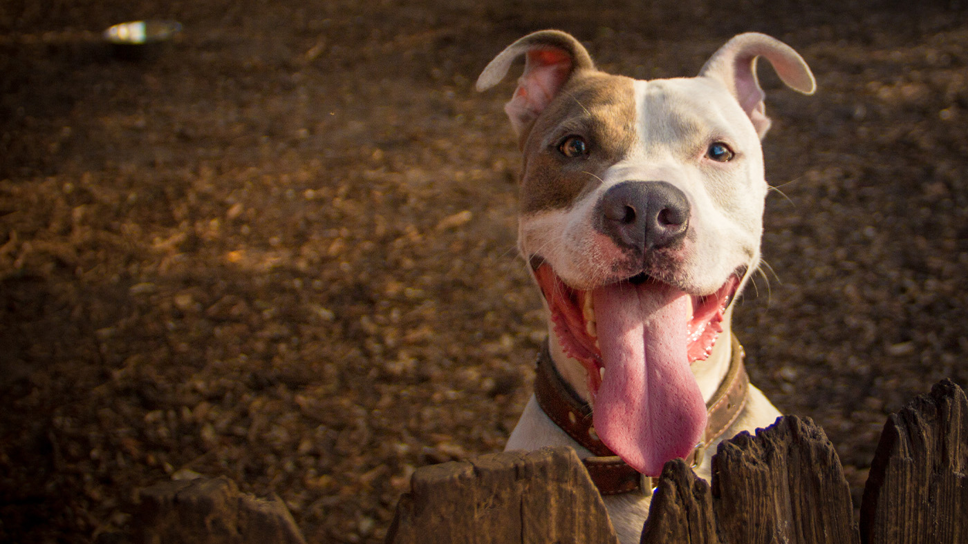 Pitbull with mouth open and tongue out