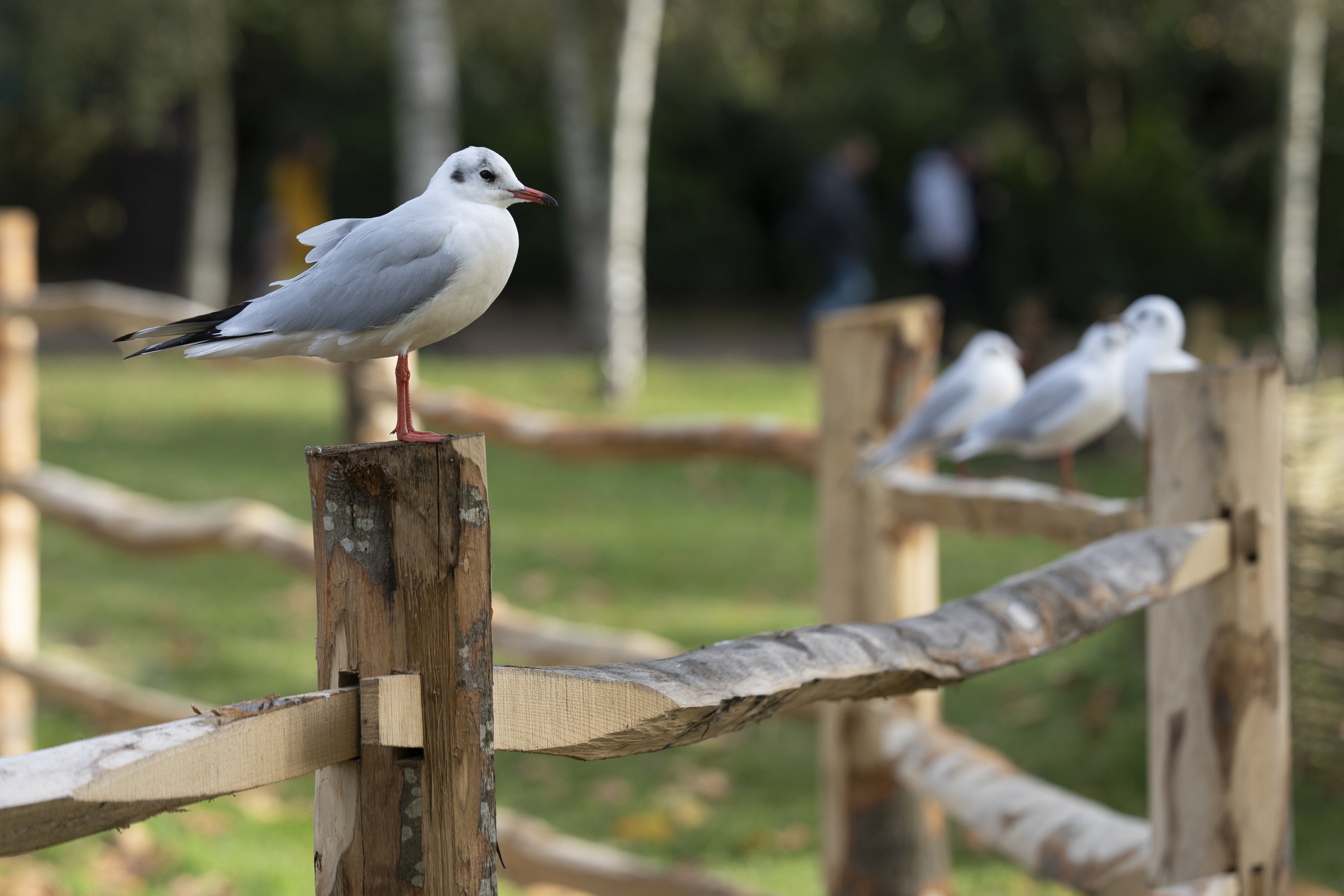 A bird perched on a fence post
