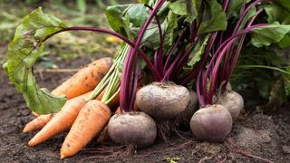 Harvested carrots and beets on soil