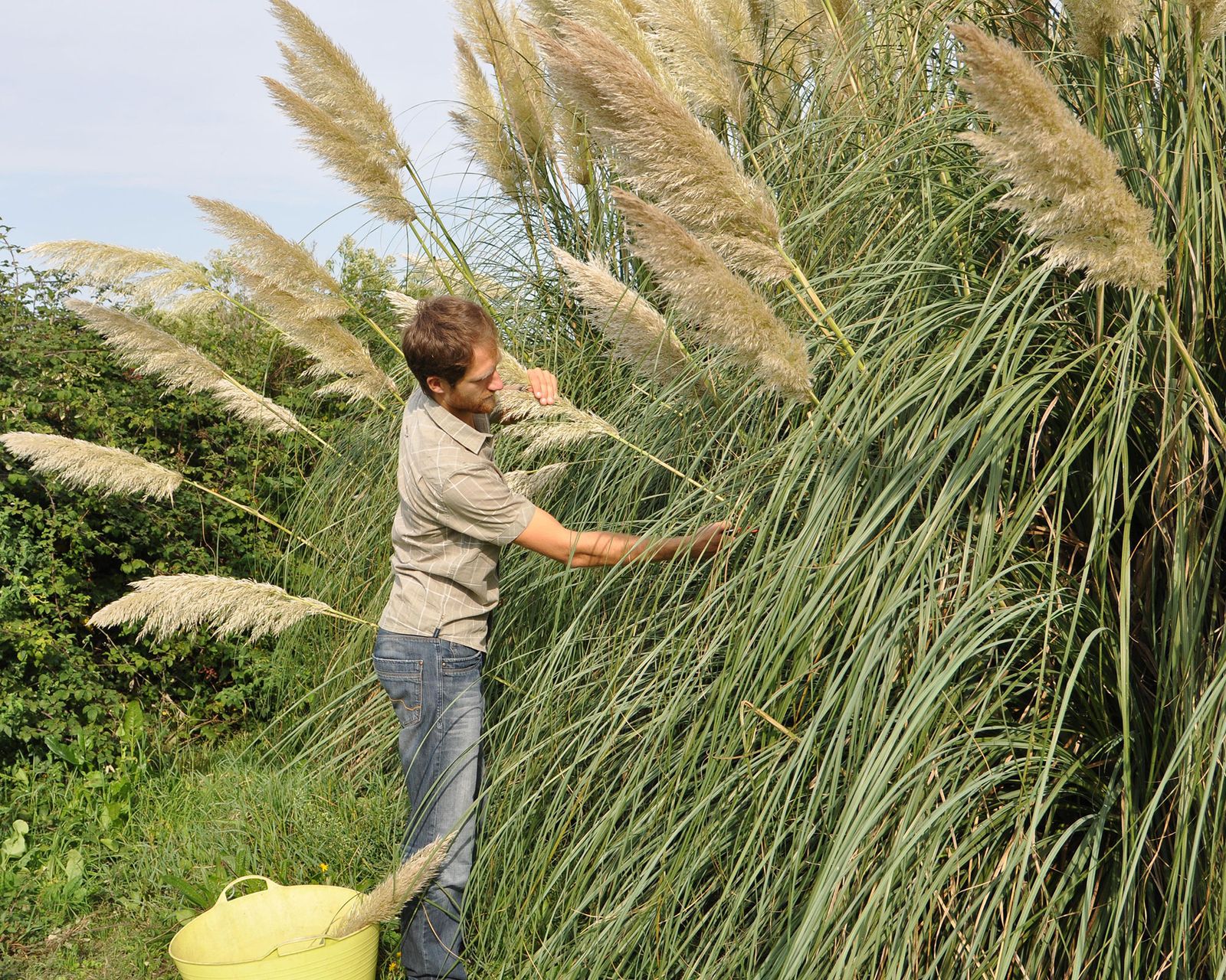 Pruning pampas grass how and when to complete this task Gardeningetc